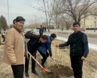 Наурыз мерекесін тойлау шарасы аясында Емдеу ісі- 3 бөлімінің білім алушылары оқу орнының ауласына ағаштар отырғызды.