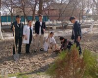 БІТІРУШІ ТҮЛЕКТЕР АҒАШ ОТЫРҒЫЗДЫ